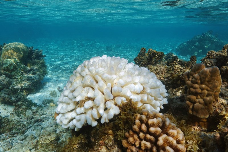 Coral Bleaching Coral Bleaching