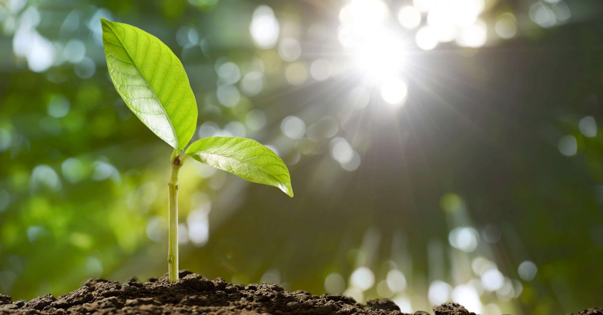 Young Plant 2026 03 16 04 28 21 Utc (1) (1)