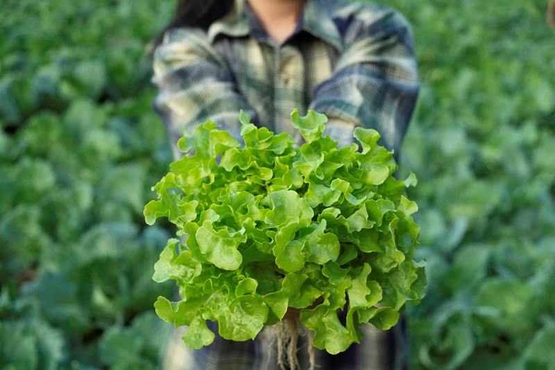 Food Systems And Farming Food Systems And Farming