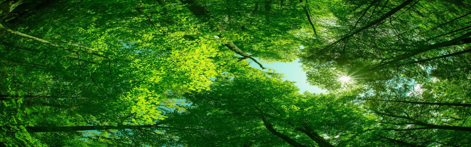 Beautiful Canopy Of Green Trees Looking Upwards 2026 03 26 09 47 25 Utc (2) (3)