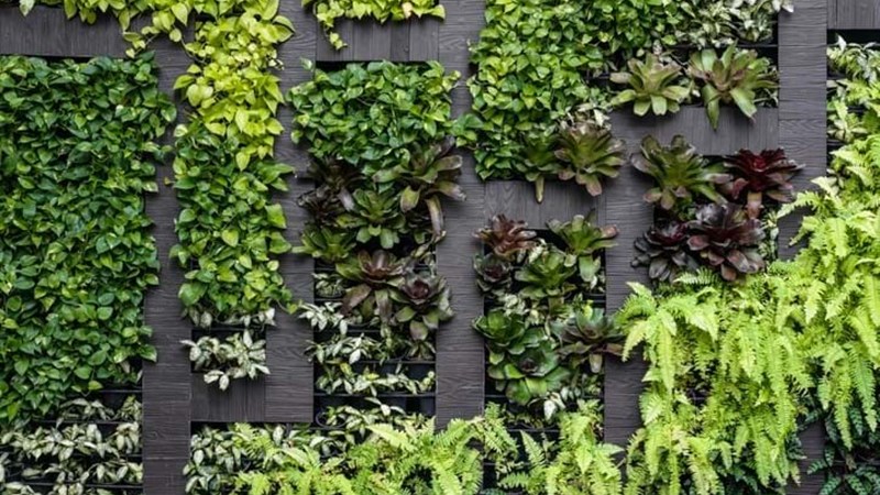 Green Wall Gettyimages 635949984 Green Wall Gettyimages 635949984
