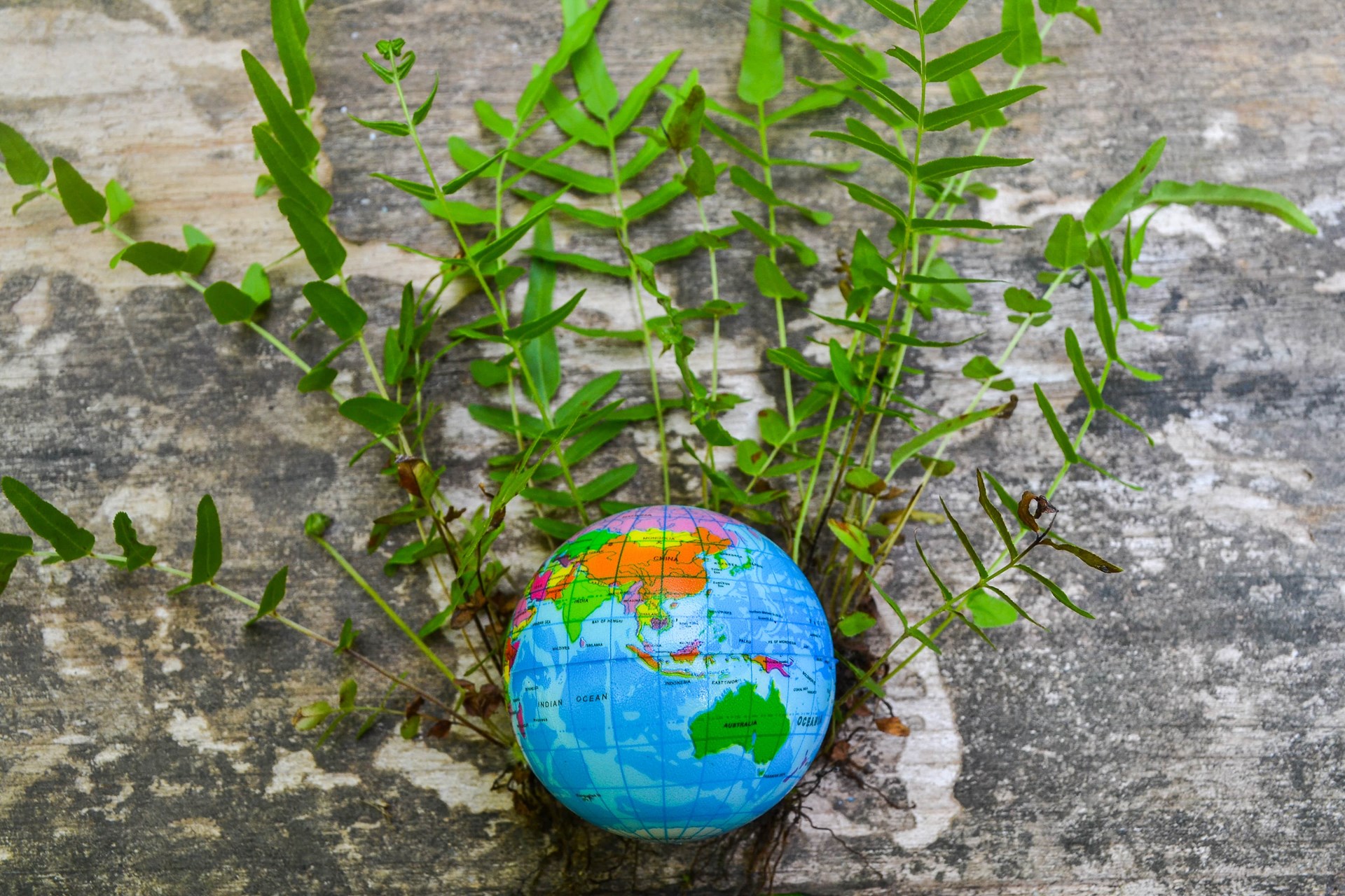 Globe And Plants For Esg Concept 2026 03 09 03 23 28 Utc (1)